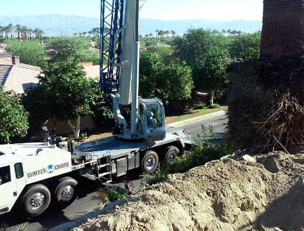 crane lifting trees